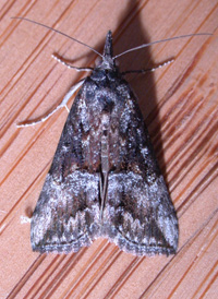 Black Snout